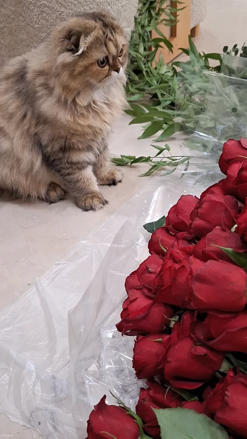 گل رز و گربه