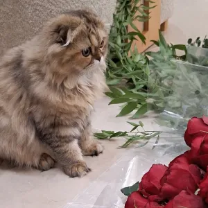 گل رز و گربه