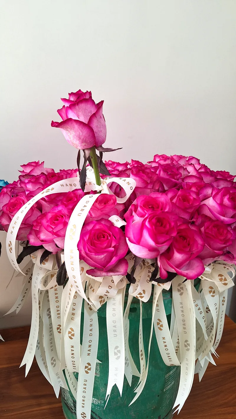 گل رز سرخابی