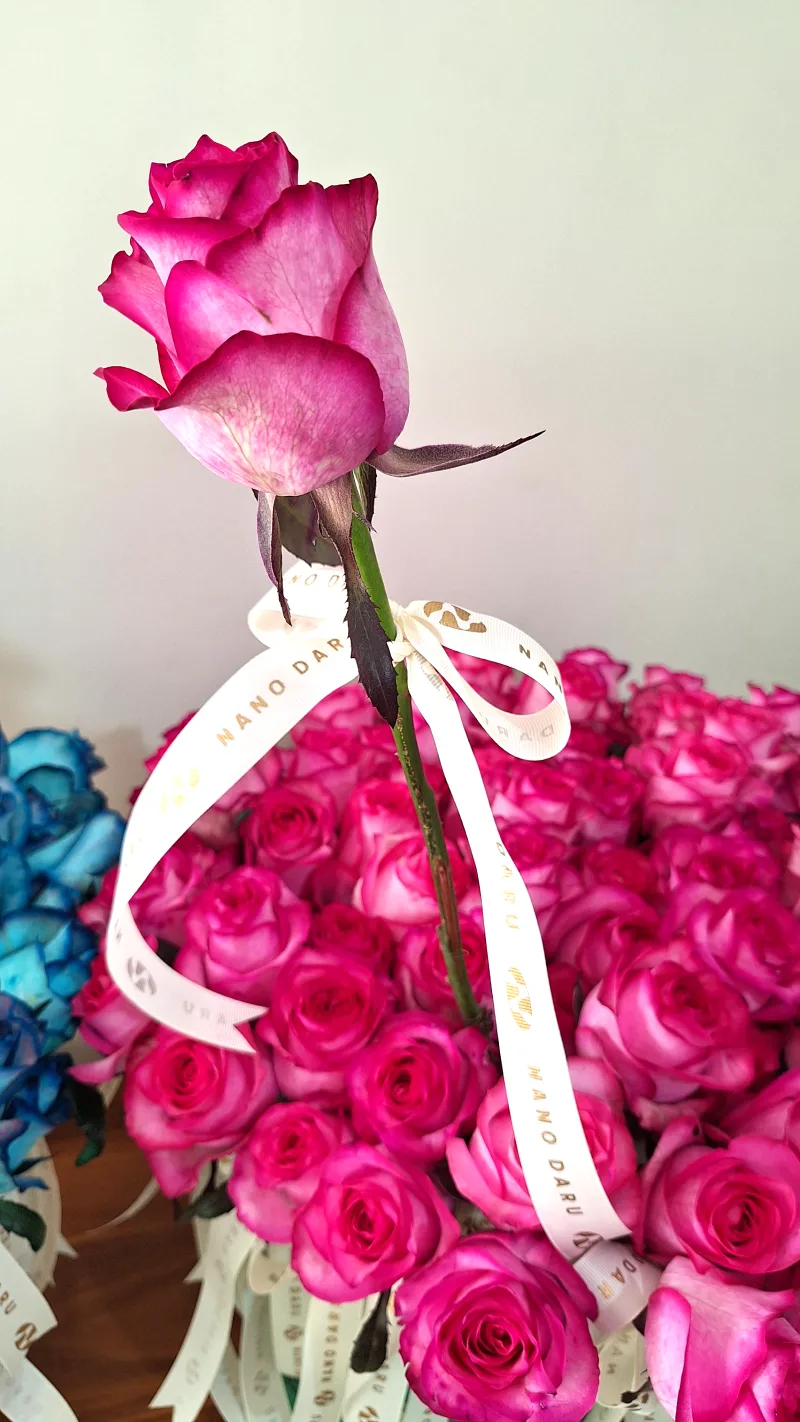 گل رز سرخابی با روبان