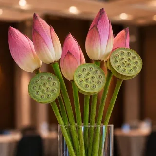 گل نیلوفر رومیزی