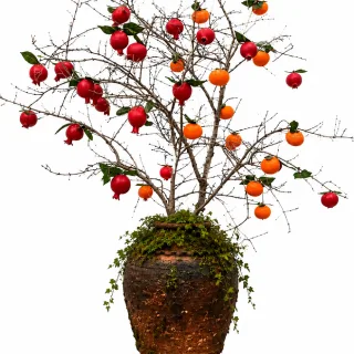 درختچه بادکنکی ویترین