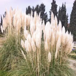 گل آرایی پامپاس عروسی