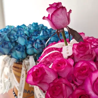 گل رز آبی و سرخابی