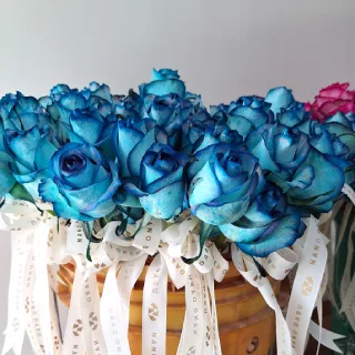 گل رز آبی و سرخابی