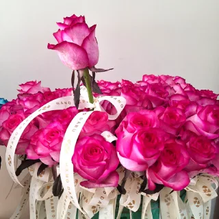 گل رز آبی و سرخابی