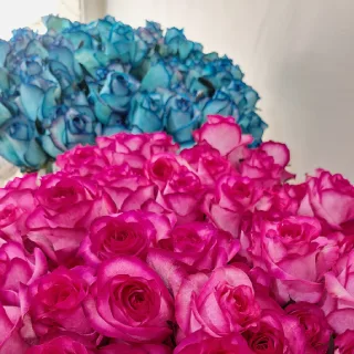 گل رز آبی و سرخابی