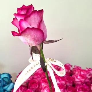 گل رز آبی و سرخابی